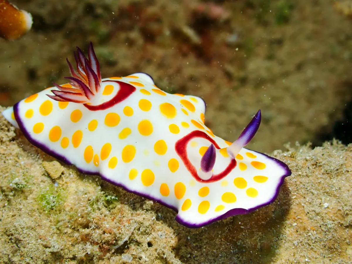 Ringed Chromodoris