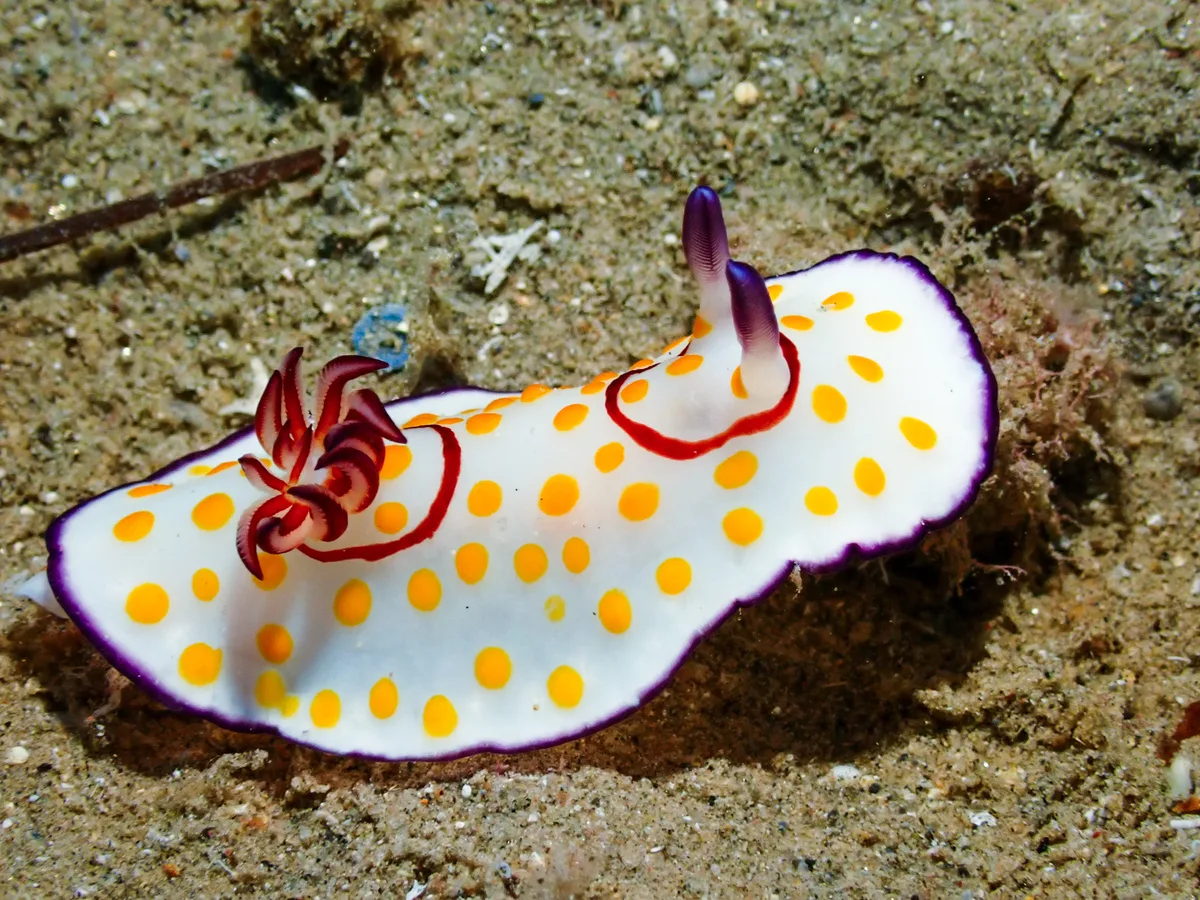 Ringed Chromodoris