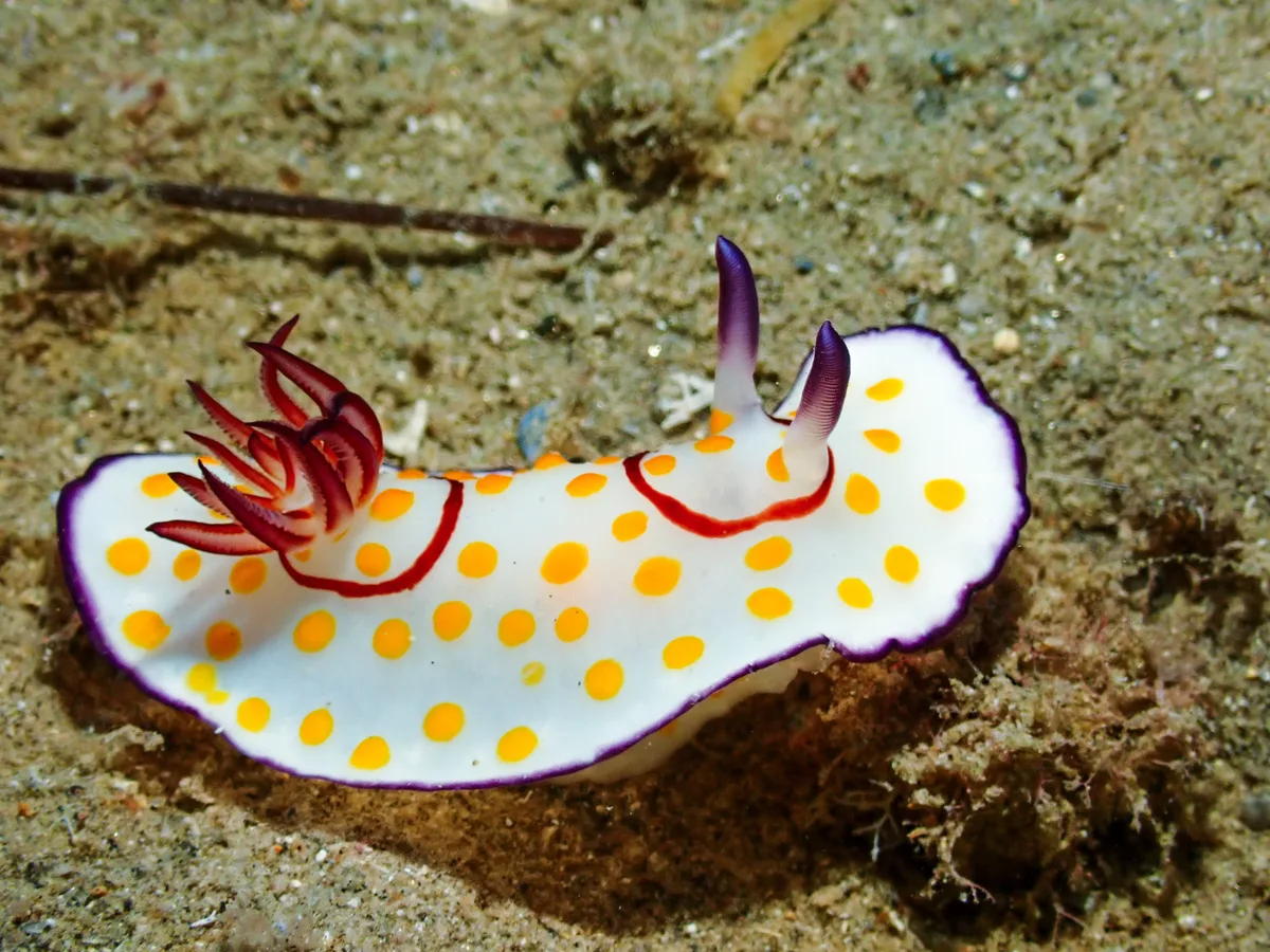 Ringed Chromodoris