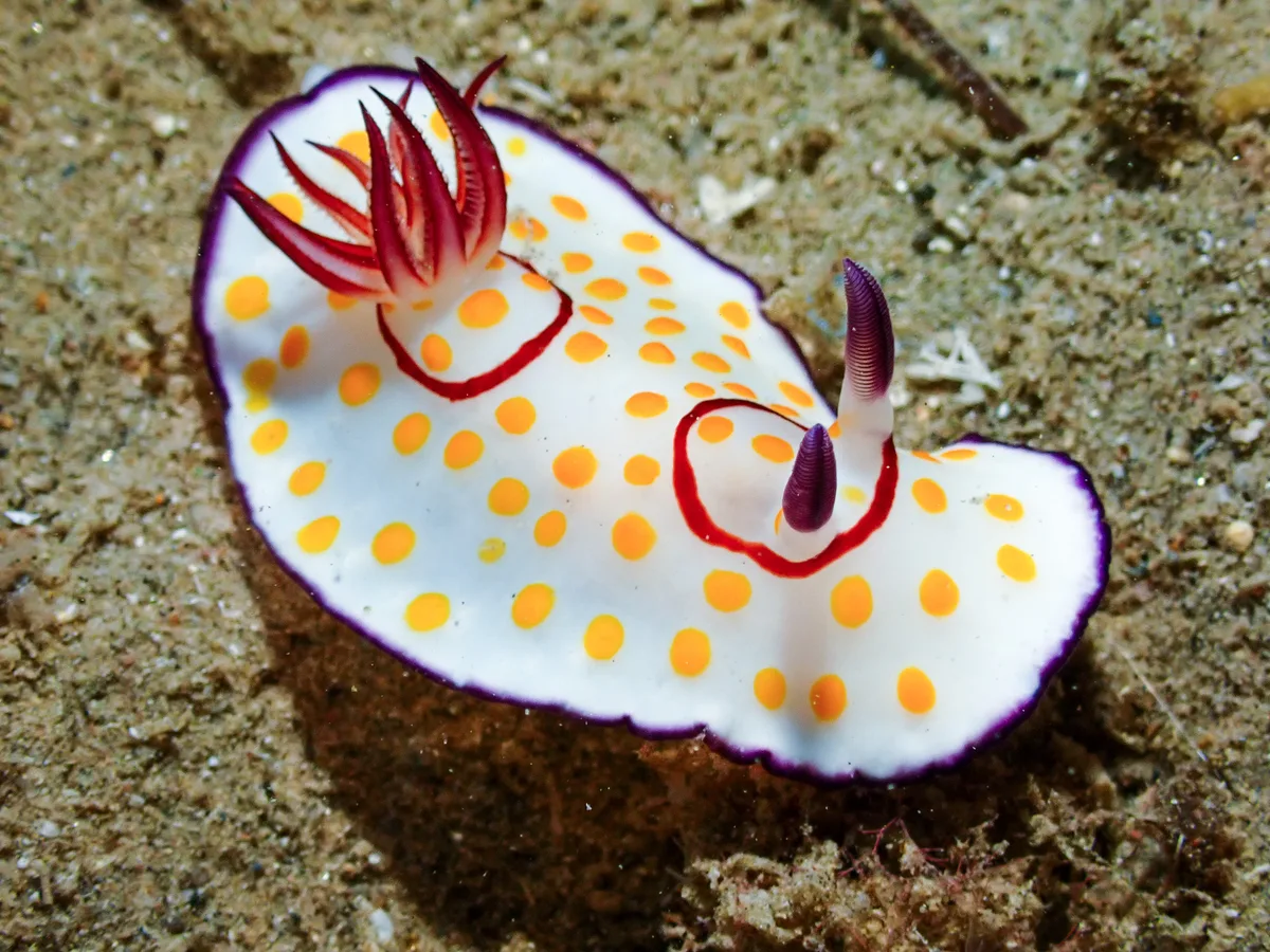 Ringed Chromodoris