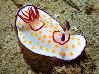 Ringed Chromodoris