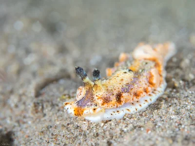 Dermatobranchus semistriatus