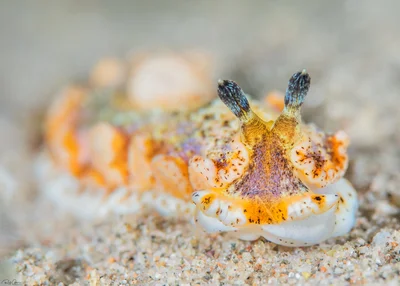 Dermatobranchus semistriatus