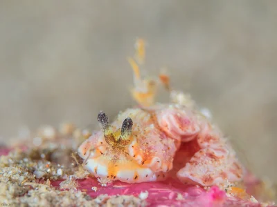 Dermatobranchus semistriatus