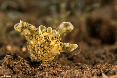 White-speckled Seahare - Aplysia argus