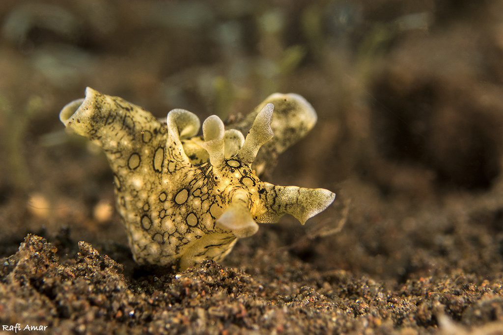 White-speckled Seahare - Aplysia argus
