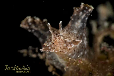 Sea hare