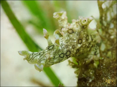 Sea Hare (Aplysia argus)