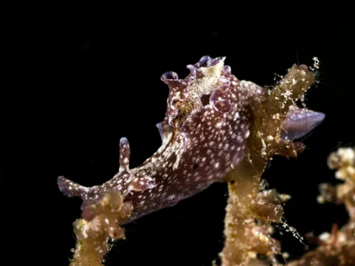 Aplysia argus 01
