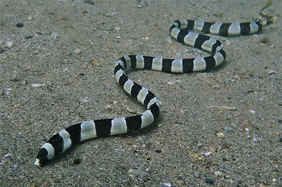 Ringed Snake Eel