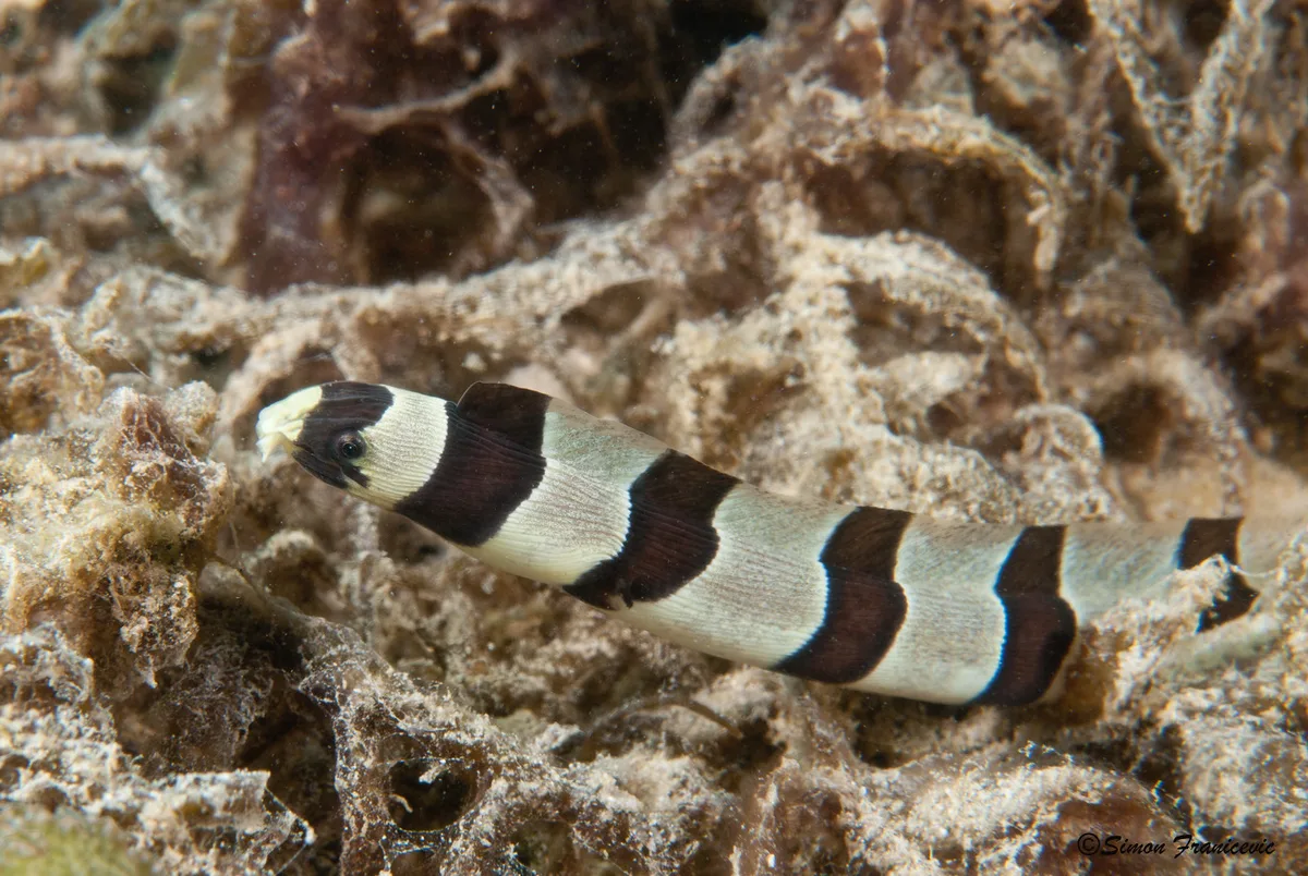 Banded Snake eel