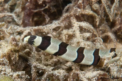 Banded Snake eel