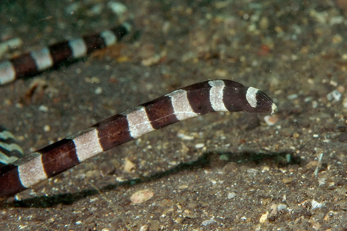 Myrichthys colubrinus 07 4675