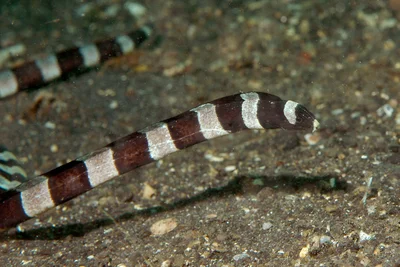 Myrichthys colubrinus 07 4675