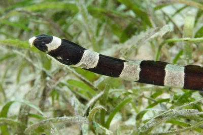Myrichthys colubrinus (Ringelschlangenaal, Banded Snake Eel), scuba diving (Tauchen) with Ducks Diving & The Three P, Romblon Island, Philippines