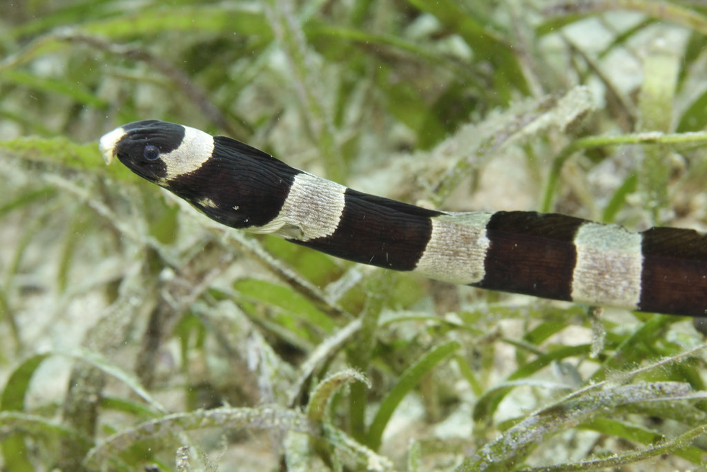 Myrichthys colubrinus (Ringelschlangenaal, Banded Snake Eel), scuba diving (Tauchen) with Ducks Diving & The Three P, Romblon Island, Philippines