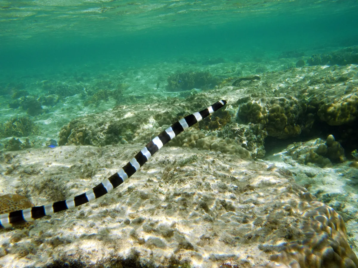 Banded Snake Eel, Myrichthys colubrinus (Boddaert, 1781)