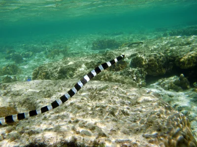 Banded Snake Eel, Myrichthys colubrinus (Boddaert, 1781)