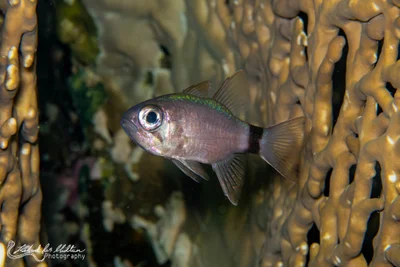 Nectamia annularis (Ringtail Cardinalfish)