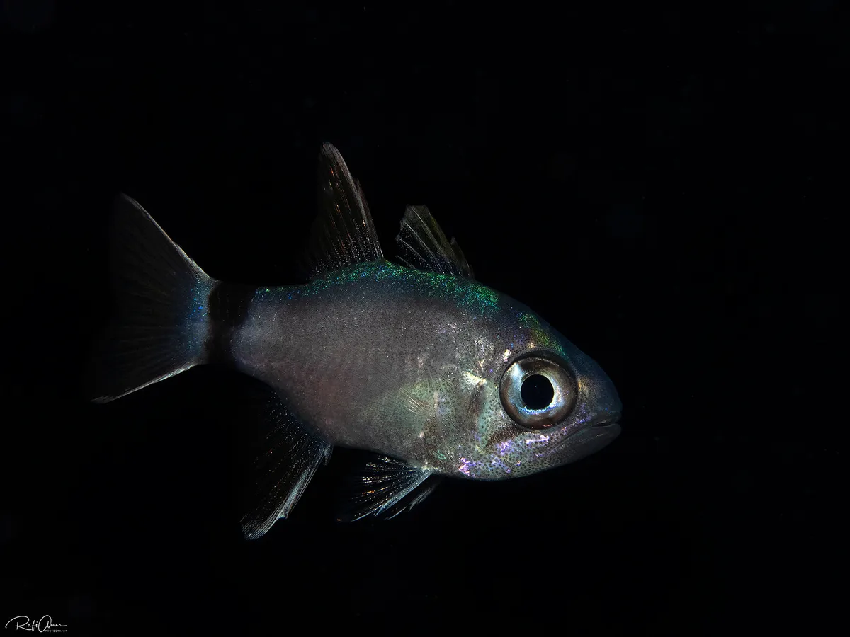 Tailring Cardinalfish - Nectamia annularis