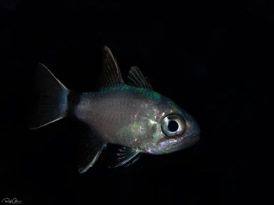 Tailring Cardinalfish - Nectamia annularis