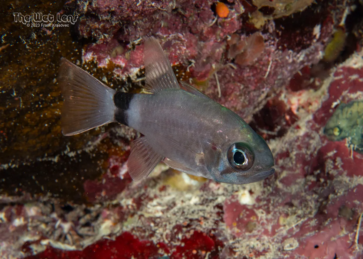 Nectamia annularis - Wadi El-Gemal - Hamata