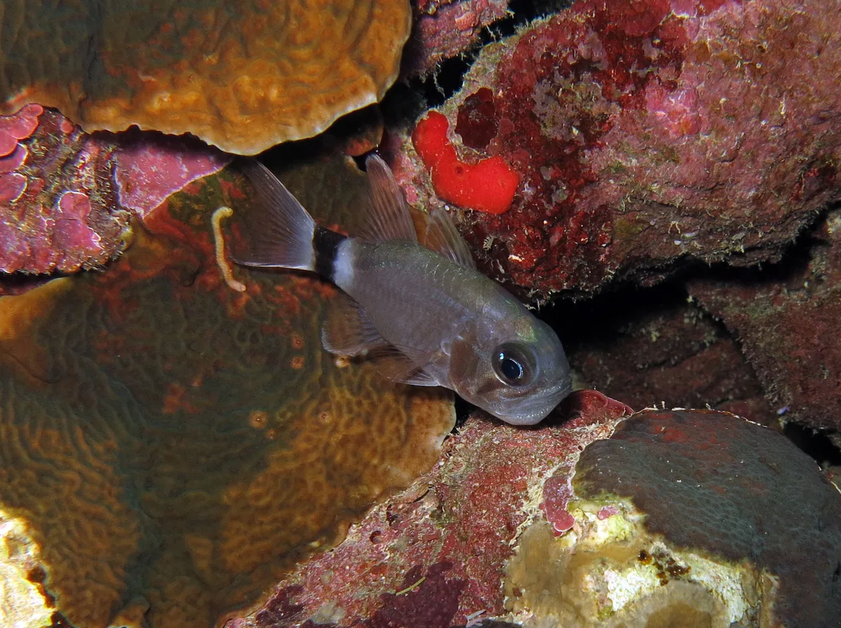 Nectamia annularis - Soudan