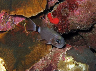 Nectamia annularis - Soudan