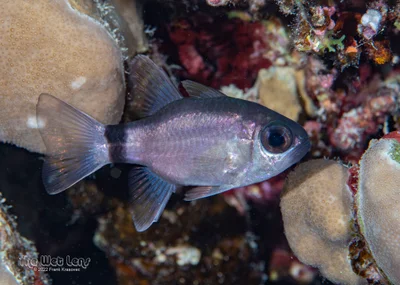 Nectamia annularis - Al-Ghurdaqah, Al Bahr al Ahmar, Egypt
