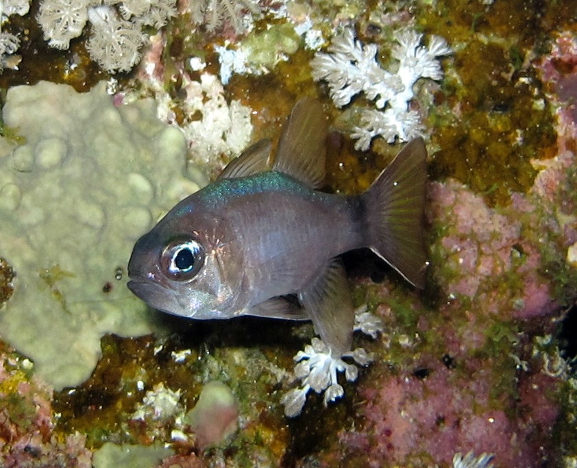 Nectamia annularis - Marsa Alam, Red Sea Governorate, Égypte