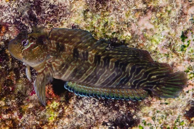 Rippled Rockskipper