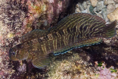Rippled Rockskipper
