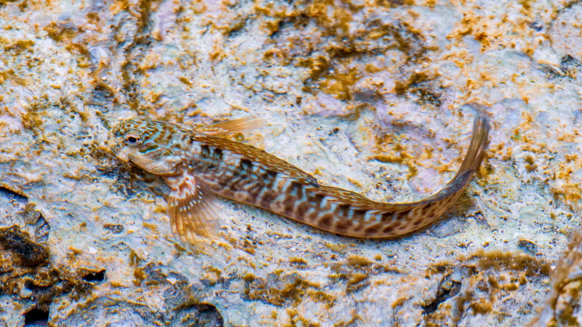 Rippled Rockskipper