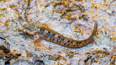Rippled Rockskipper