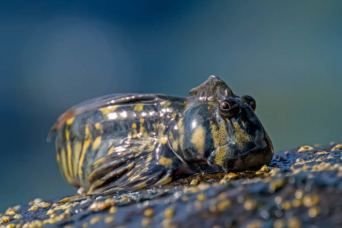 Rippled Rockskipper (Istiblennius edentulus), Albion, Mauritius
