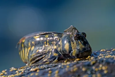 Rippled Rockskipper (Istiblennius edentulus), Albion, Mauritius
