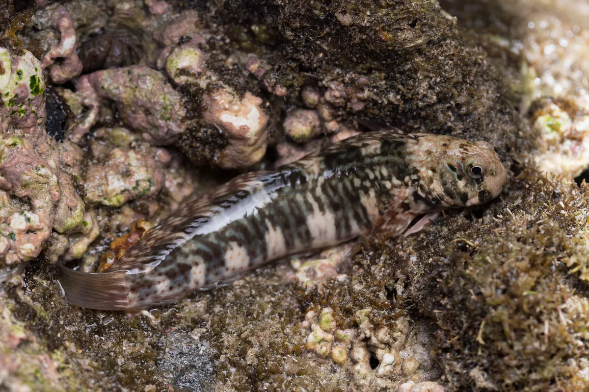 _RBH4244 Istiblennius edentulus 暗紋蛙鳚