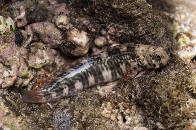_RBH4244 Istiblennius edentulus 暗紋蛙鳚