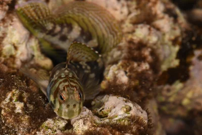 暗紋蛙鳚 Istiblennius edentulus