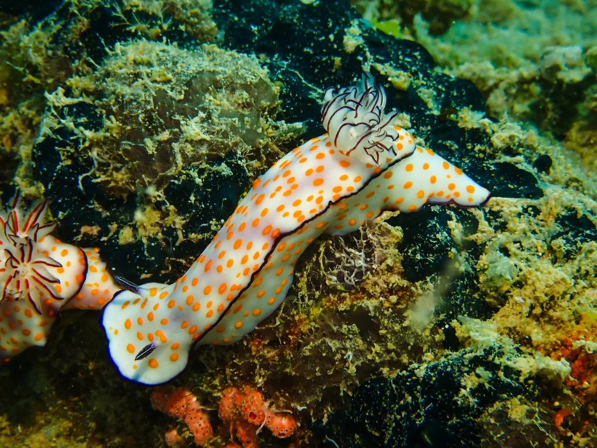 Risbecia pulchella