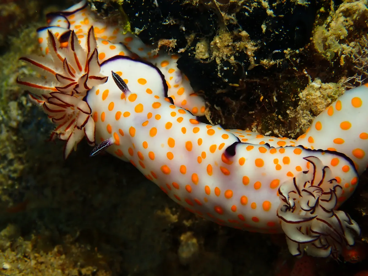 Risbecia pulchella