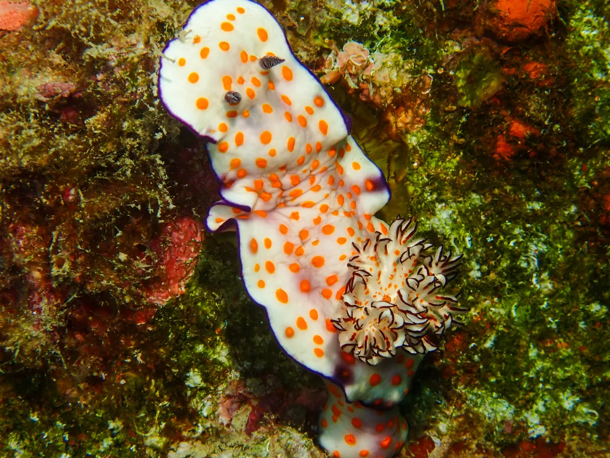 Risbecia pulchella