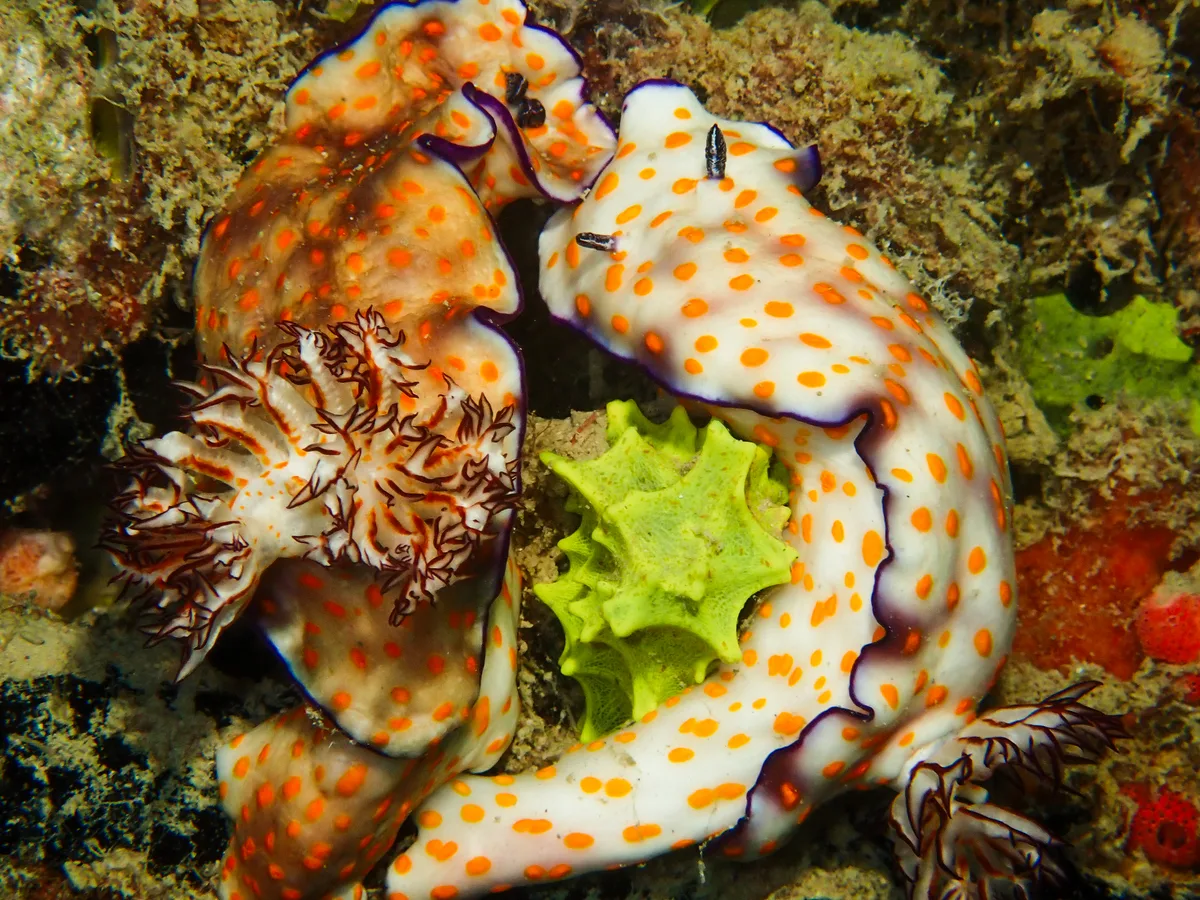 Risbecia pulchella (Ahmed & Fatima)