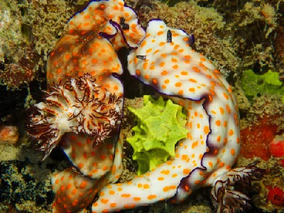 Risbecia pulchella (Ahmed & Fatima)