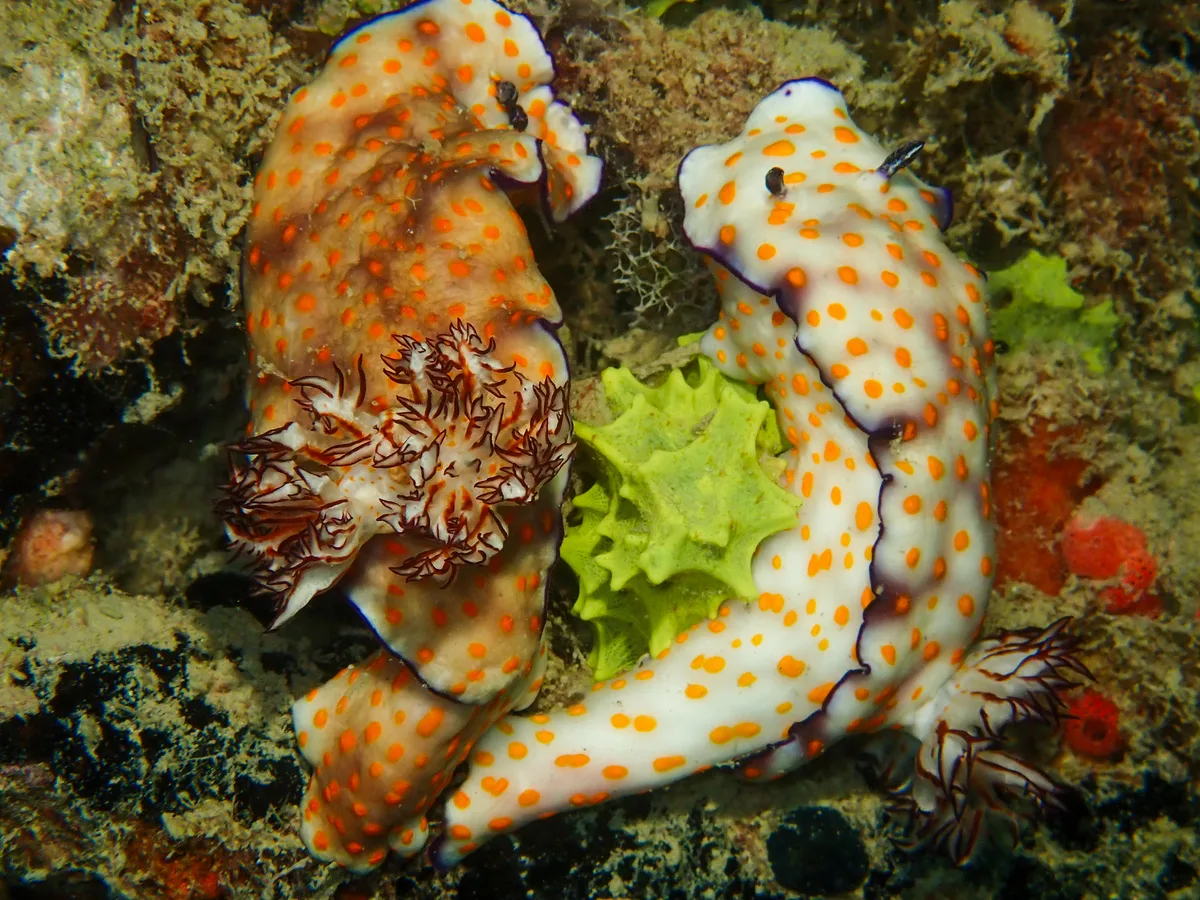 Risbecia pulchella (Ahmed & Fatima)