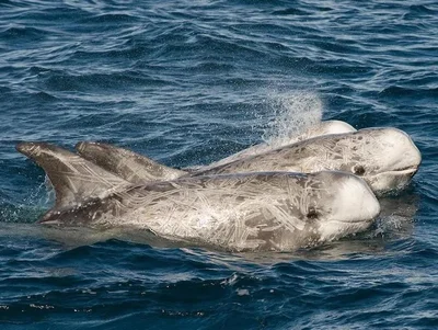 Risso's Dolphin