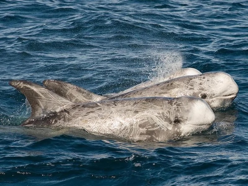 Risso's Dolphin