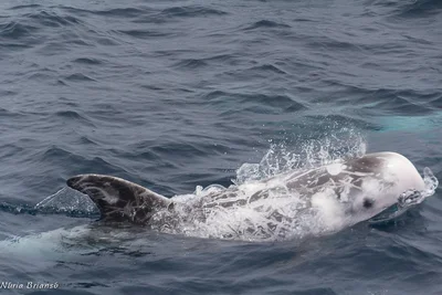 cap d'0lla gris. Grampus griseus. Mediterraneo.