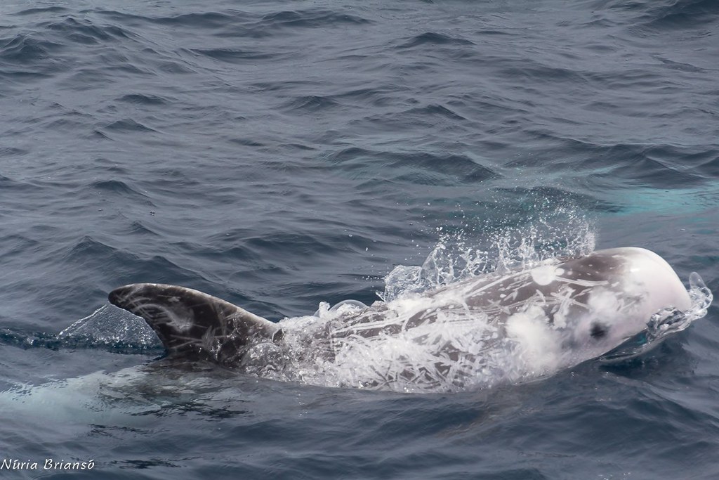 cap d'0lla gris. Grampus griseus. Mediterraneo.