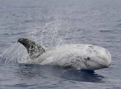 Grampus Griseus